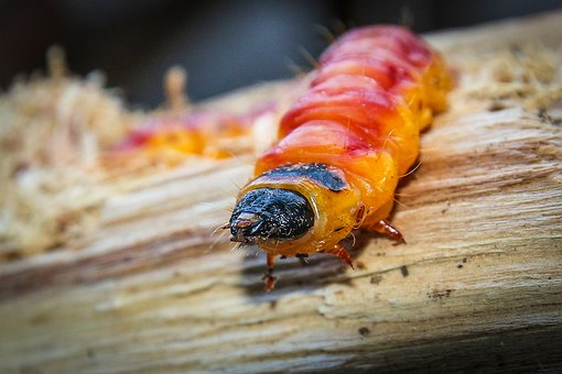 caterpillar-1726631__340